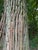 A handsome pair of antique wrought iron tree guards from an English-style or French estate garden, dating to the early...