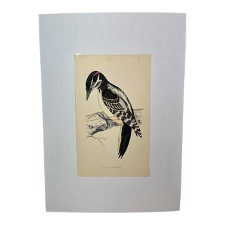 Antique Hand Tinted Bird Print From England Featuring a Black & Red Hairy Woodpecker - Circa 1880 For Sale