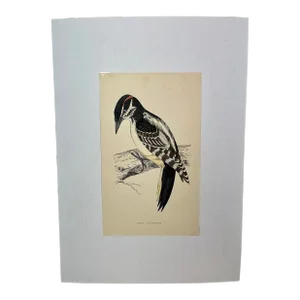 Antique Hand Tinted Bird Print From England Featuring a Black & Red Hairy Woodpecker - Circa 1880