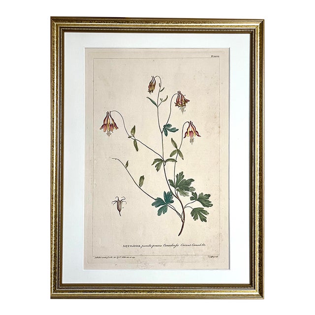 Antique Botanical Print Columbine by Phillip Miller London 1755. For Sale