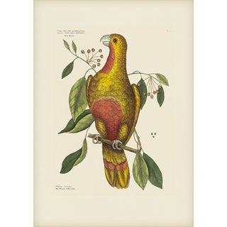 Mark Catesby Reproduction of Parrot of Paradise or Red Wood, Plate 10 For Sale