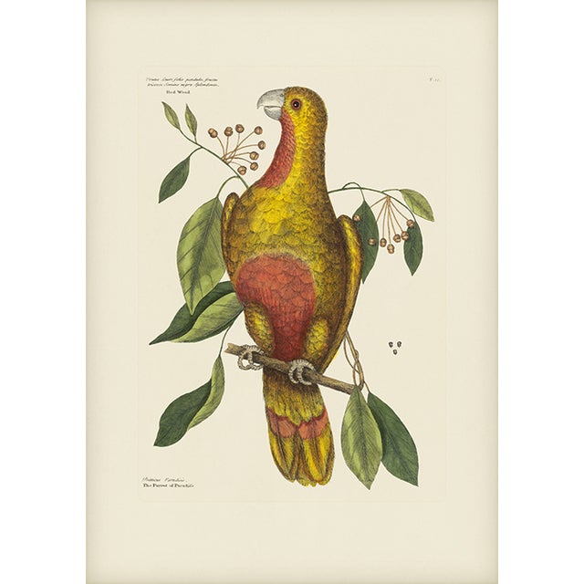 Mark Catesby Reproduction of Parrot of Paradise or Red Wood, Plate 10 For Sale