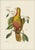 Mark Catesby Reproduction of Parrot of Paradise or Red Wood, Plate 10 For Sale
