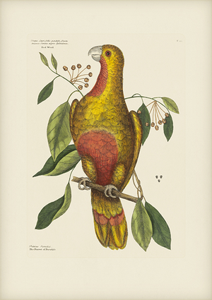 Mark Catesby Reproduction of Parrot of Paradise or Red Wood, Plate 10