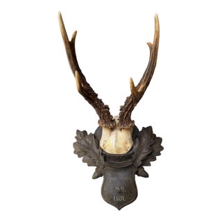 Roe Deer Trophy 154 Black Forest Antlers Mount For Sale
