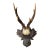 Roe Deer Trophy 154 Black Forest Antlers Mount For Sale