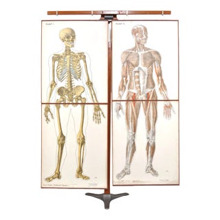 Human Foldable Anatomical Wall Charts, 1920s, Set of 2 For Sale