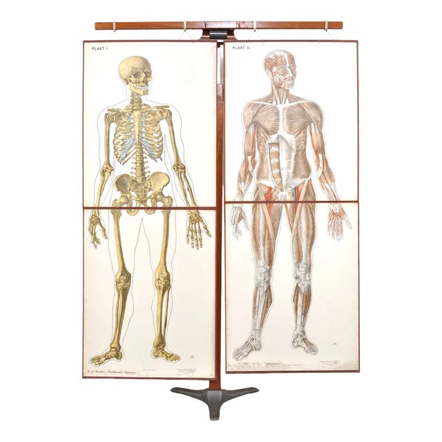 Human Foldable Anatomical Wall Charts, 1920s, Set of 2 For Sale