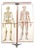 Human Foldable Anatomical Wall Charts, 1920s, Set of 2 For Sale