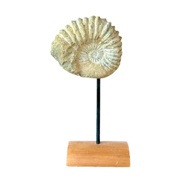 Stone Mantelliceras Ammonite Fossil on Wooden Display Stand For Sale - Image 7 of 7