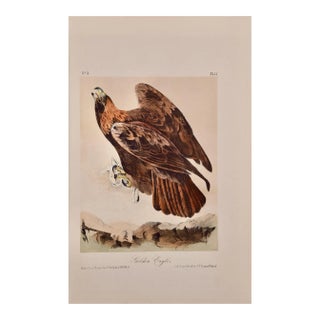 Audubon Golden Eagle: An Original 19th C. Audubon Hand-Colored Bird Lithograph, 1870 For Sale