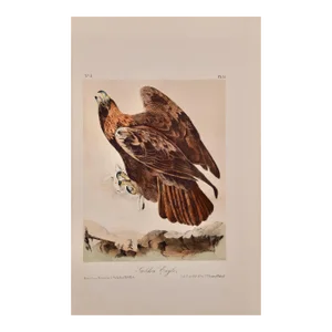 Audubon Golden Eagle: An Original 19th C. Audubon Hand-Colored Bird Lithograph, 1870