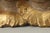 Mid 18th Century 18th Century French Baroque Carved Giltwood Cherub Head Fragment Wall Ornament For Sale - Image 5 of 12