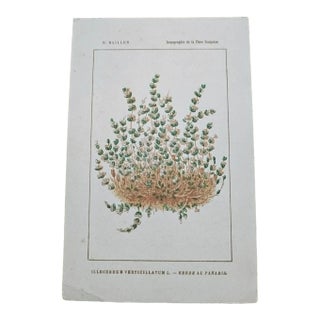 Antique French Botanical Lithograph - Coral-necklace by Henri Ernest Baillon For Sale