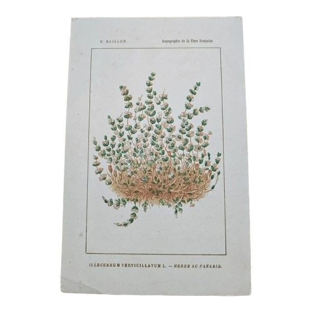 Antique French Botanical Lithograph - Coral-necklace by Henri Ernest Baillon For Sale