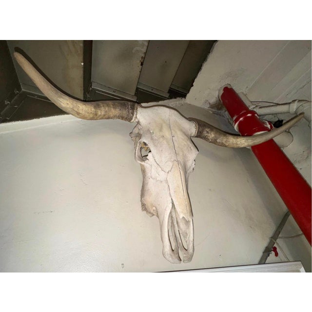 Vintage Wall-Mounted Steer Skull For Sale - Image 4 of 5