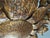 Large Mid-Century Gilt Metal Sunburst Ceiling Lamp with Floral Motif, 1950s For Sale - Image 11 of 14