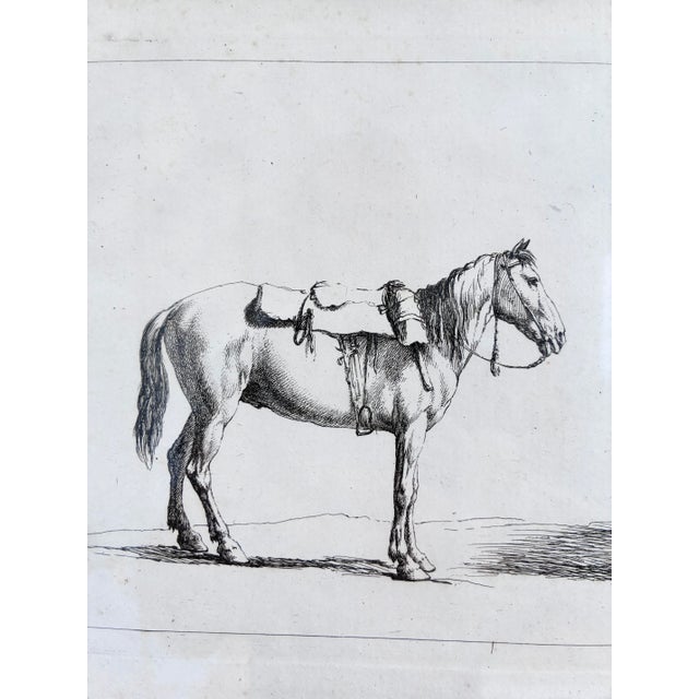 Antique Original Horse Etchings, Circa 1700: Framed Equestrian Prints - a Pair For Sale - Image 4 of 15