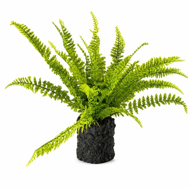 Refresh your home with the lush, vibrant look of this Potted Fern Plant. Featuring bright green fronds with finely...