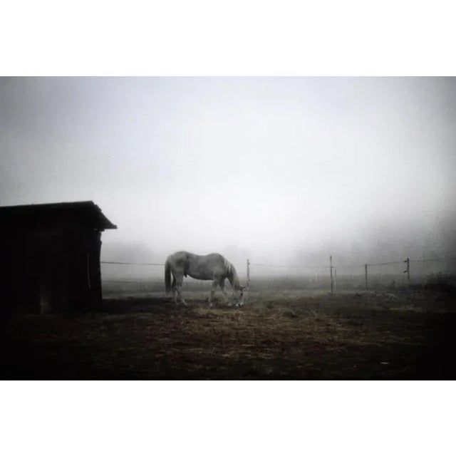 Polaroid Horse by Andrea Buzzichelli Print, 16" x 24" For Sale