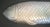 Coastal Vintage Style Silver Metal Fish Wall Hanging Sculpture For Sale - Image 3 of 12