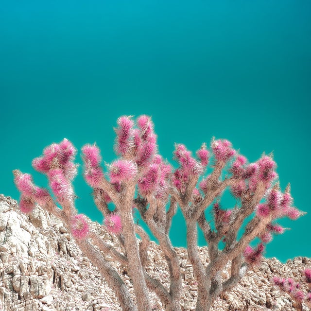 A meditation on the stark beauty of the Mojave Desert, this series explores its rugged terrain, ethereal pastels, and the...