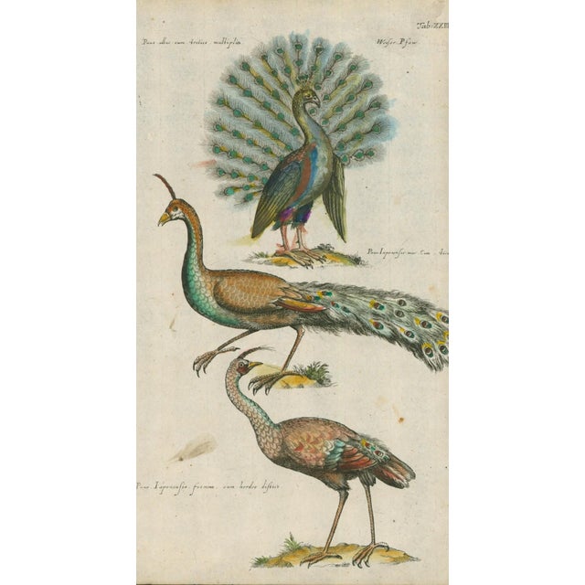 Original antique natural-history bird plate depicting three peafowl, including a displaying peacock and two additional...