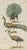 Original antique natural-history bird plate depicting three peafowl, including a displaying peacock and two additional...