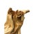 Cypress Root Wood Carved Irregular Happy Buddha Statue Artistic Figure For Sale - Image 9 of 9