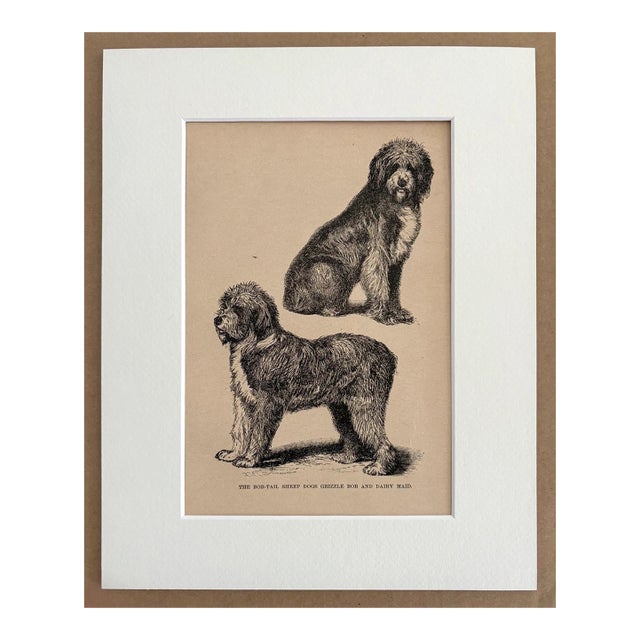 Antique 1890x Dog Print in 8 x 10 Mat, ca. 1890: "The Bob-Tail Sheep Dogs" For Sale