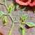 Handmade 3d Rose Flower Embroidery Wall Art For Sale - Image 11 of 13