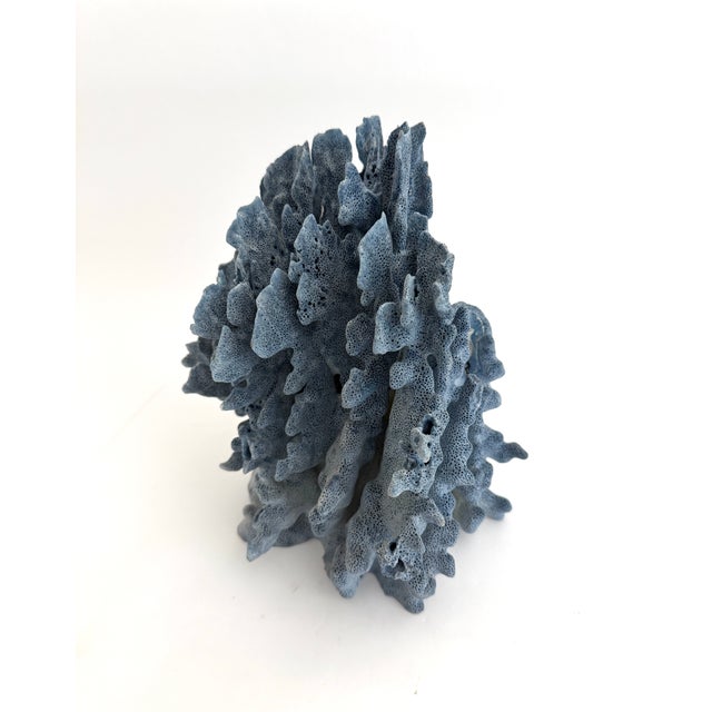 Natural Blue Coral Specimen Coastal Decor For Sale - Image 4 of 11