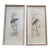 Vintage Framed Bird Prints – Pair | European Style Nature Art For Sale