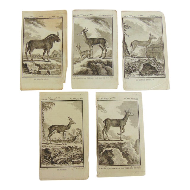 Set of 5 Antique Copper Plate Engravings Prints Buffon 1782 For Sale