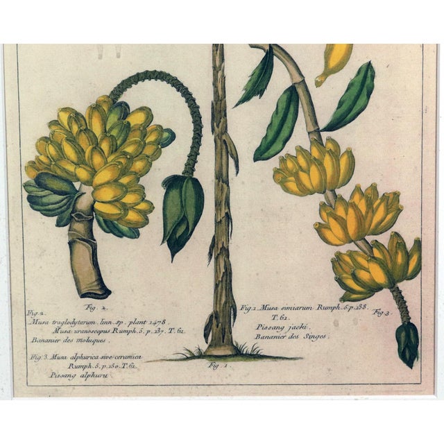 Paper Botanical Hand-Colored Copper Engraving of Banana Plants, Georg Eberhard Rumphius, 1741–1750) For Sale - Image 7 of 17