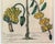Paper Botanical Hand-Colored Copper Engraving of Banana Plants, Georg Eberhard Rumphius, 1741–1750) For Sale - Image 7 of 17