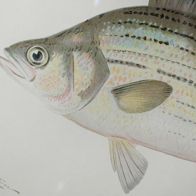 S. F. Denton American Fish Prints in Finely Matted Frames- Set of Six For Sale - Image 10 of 12