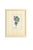 Paper Set of Twelve Antique Alpine Botanical Chromolithographs Circa 1909 in Custom Frames. For Sale - Image 7 of 15