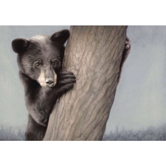 Yearling Black Bear by Susan McDonnell | Watercolor and gouache of a bear climbing a tree For Sale