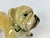 Large Vintage Bulldog Dog Figurine in Porcelain, 1960s For Sale - Image 4 of 10