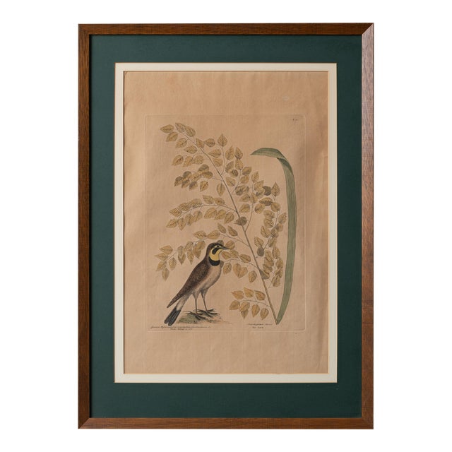 レビューの多い高評価商品特集！ The Chairish | C.1754 Catesby, Mark Lark, 女性情報誌
