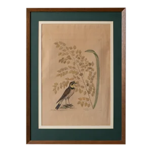 The Lark, Mark Catesby, C.1754