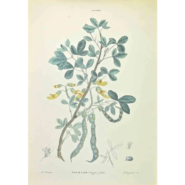 Lithograph hand watercolored. Belongs to the Series "Atlante di Botanica popolare ossia Illustrazione di Piante Notevoli...