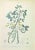 Lithograph hand watercolored. Belongs to the Series "Atlante di Botanica popolare ossia Illustrazione di Piante Notevoli...