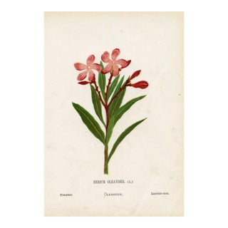 Antique Botanical Print, Oleander, 1870s, Holy Land Wildflowers, Original Lithograph, England For Sale