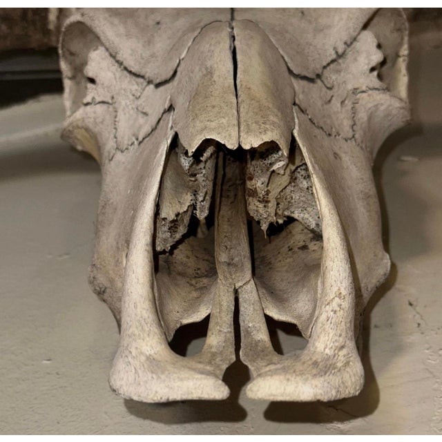 Rustic Vintage Wall-Mounted Steer Skull For Sale - Image 3 of 5