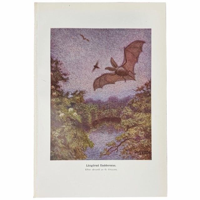 Paper 1920s Swedish Natural History Print Gallery - Set of 6 For Sale - Image 7 of 7