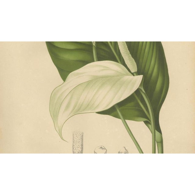 Hoola van Nooten, Peace Lily, 1880, Chromolithograph For Sale - Image 6 of 9