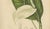 Hoola van Nooten, Peace Lily, 1880, Chromolithograph For Sale - Image 6 of 9