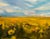 Song of Gold by Leigh Ann Van Fossan | Oil on Board Landscape of a golden field under a blue sky For Sale